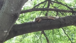 squirrel n tree